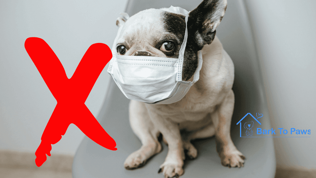 COVID19 How To Protect Your Dog From Coronavirus All You Need To