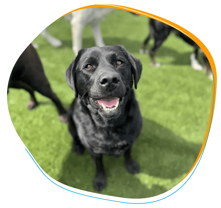 Attendance Requirements BARK U