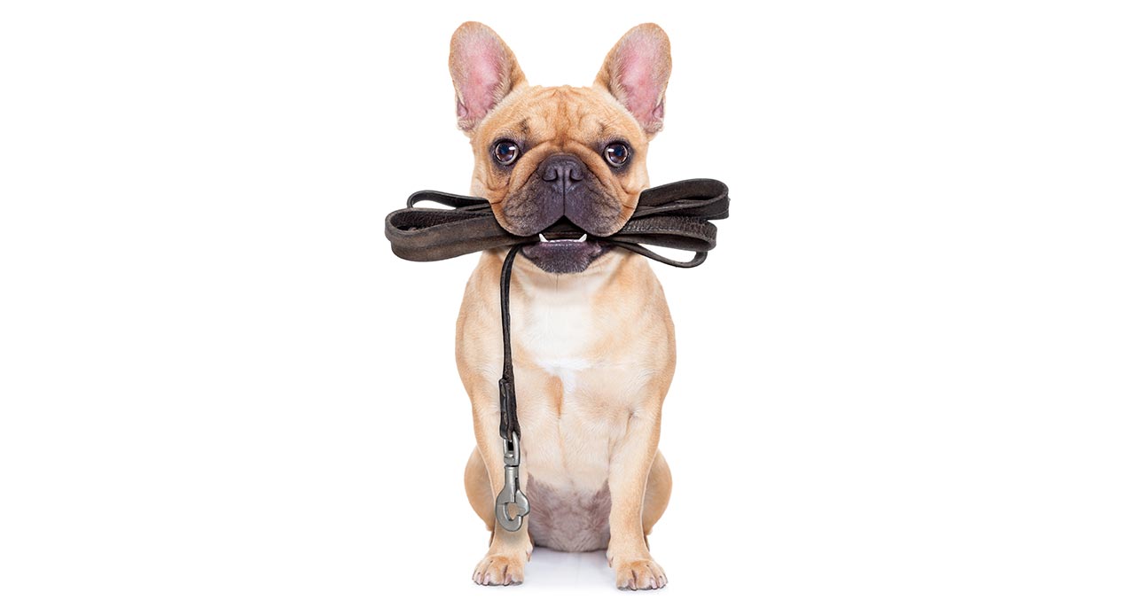 Dog Walking Bark. Walk. Play.