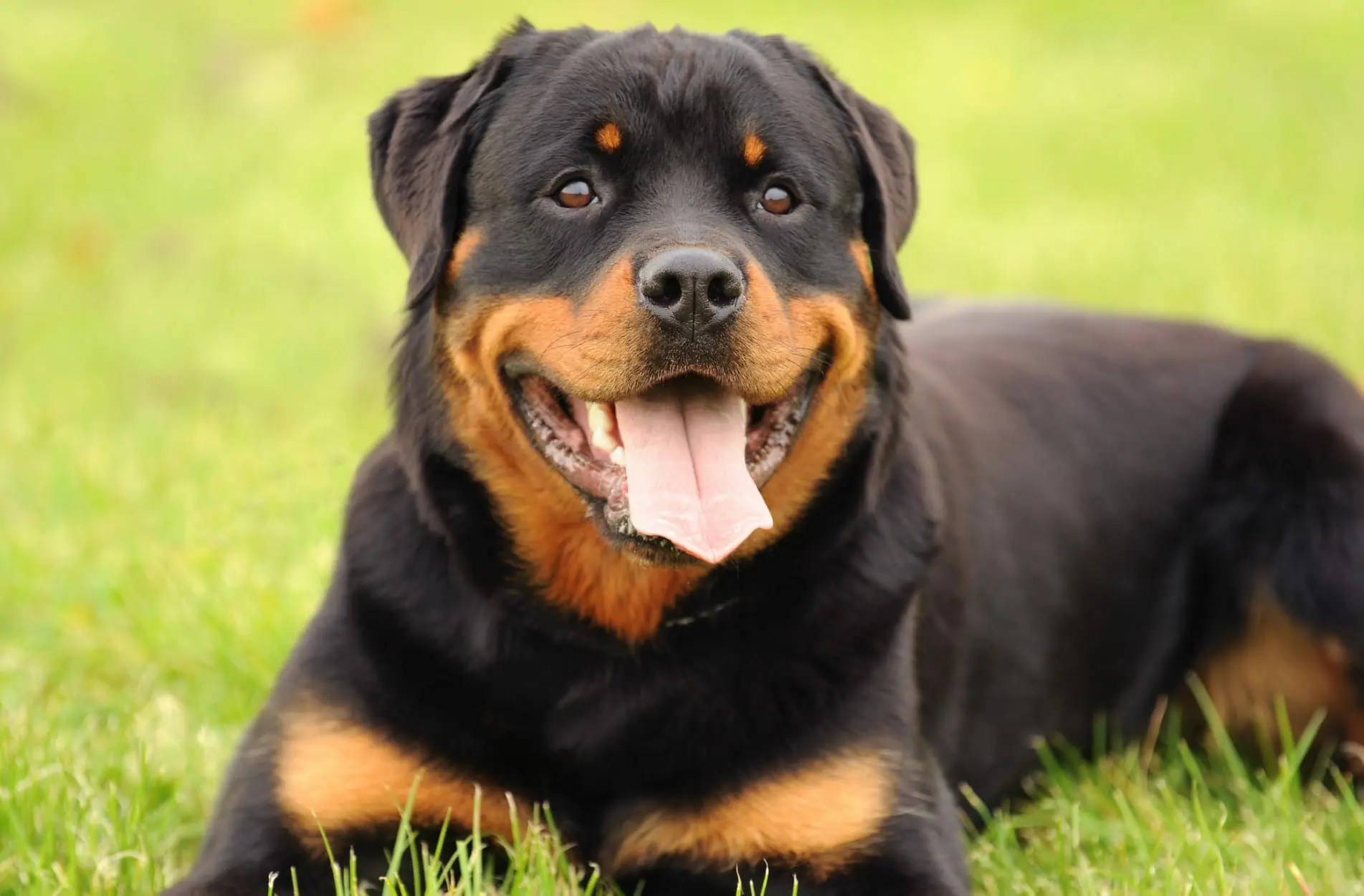 Rottweiler Breed Characteristics Personality Health Temperament