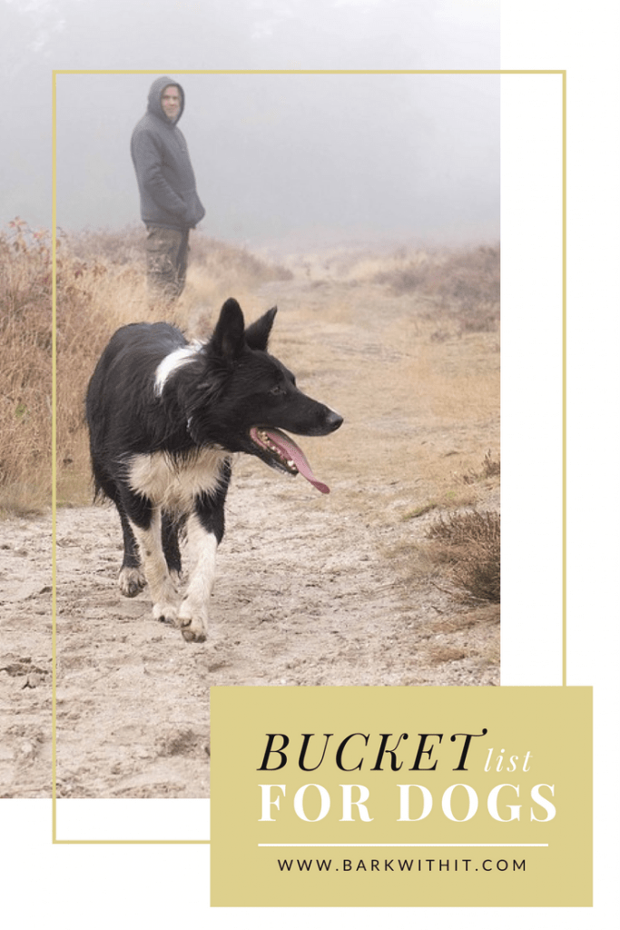 5 Amazing Ideas for your Dog's Bucket List Bark With It