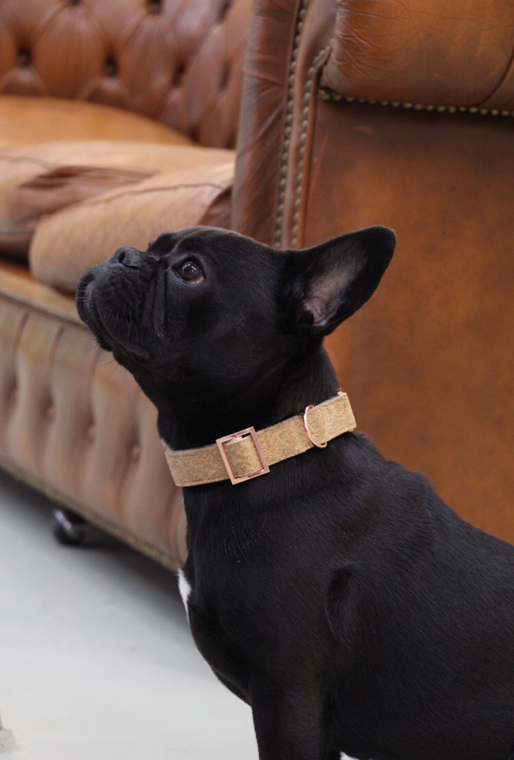 Black Friday Dog Shop Sales Bark With It