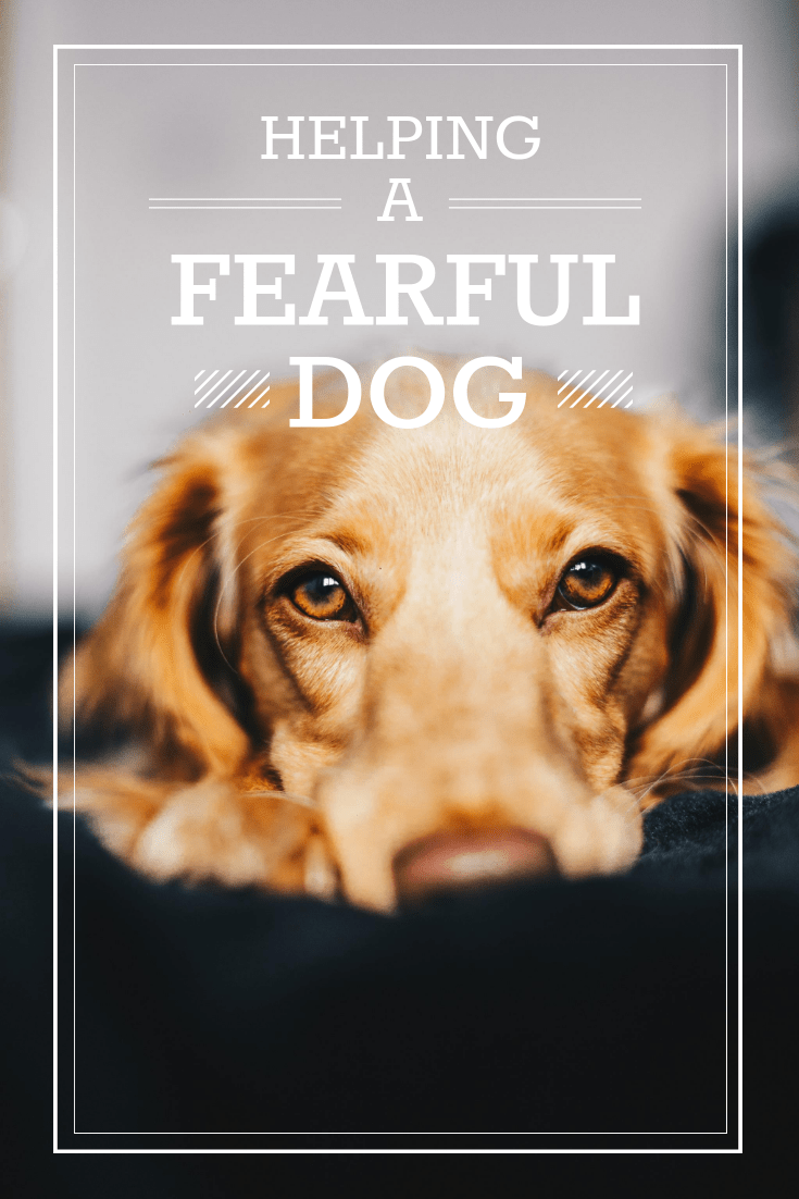 Fearful Dogs and How Music Can Help Bark With It