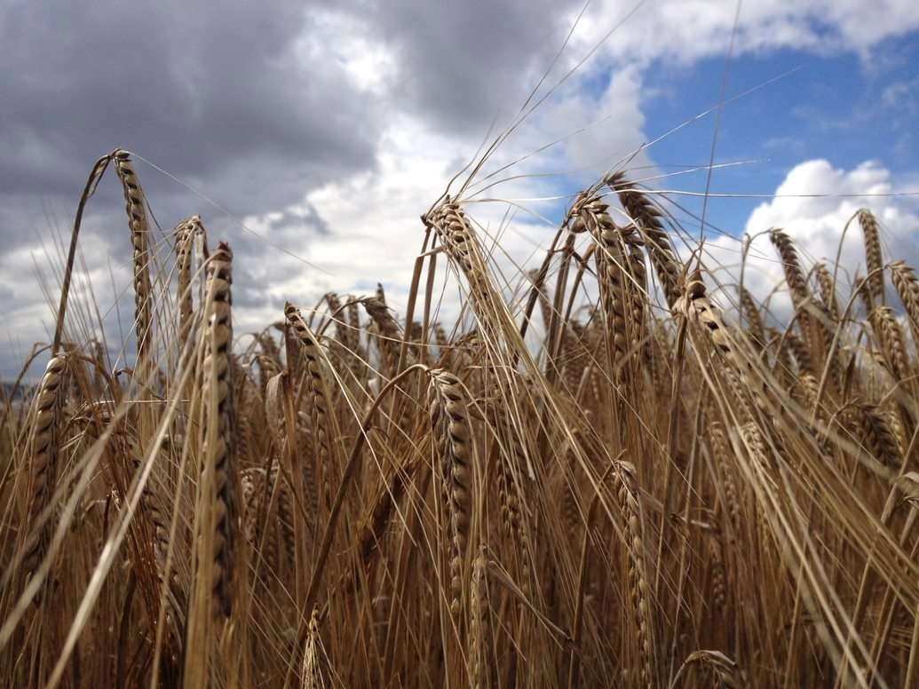 New study could sow seeds of change for barley Barley Hub
