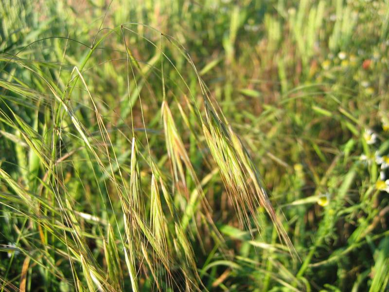 Brome Grass Barmac Pty Ltd