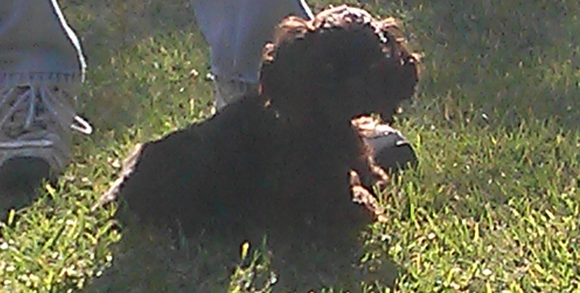 Muddy Paws Leave The Best Paw Prints A Day In The Life Of Barnaby