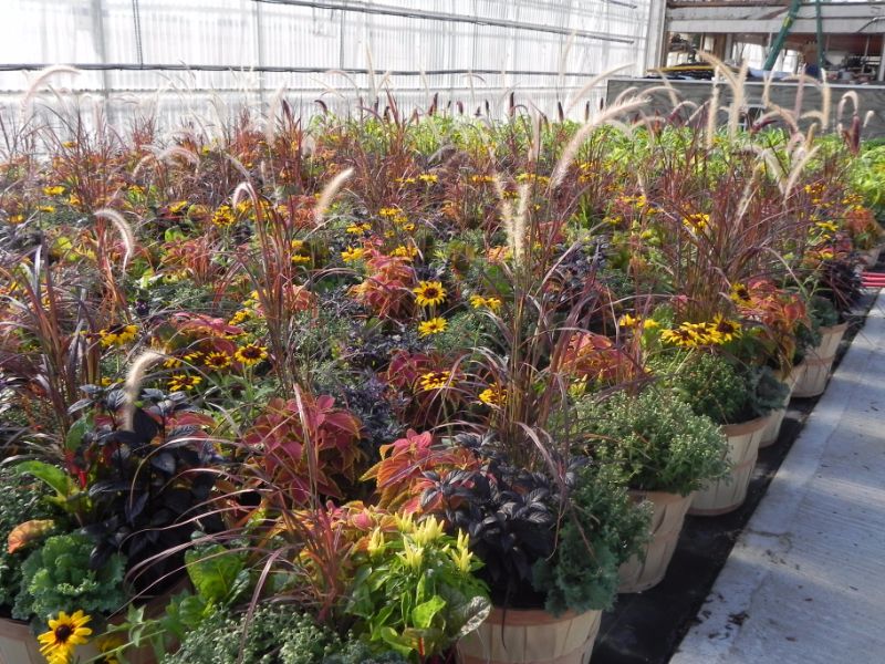 Fall Barnes Greenhouses