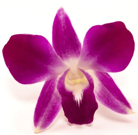 Edible Orchids Barnes Supply