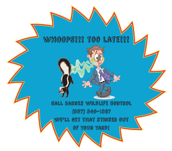 Champaign County Animal Pest Removal Service Barnes Wildlife Control Ohio