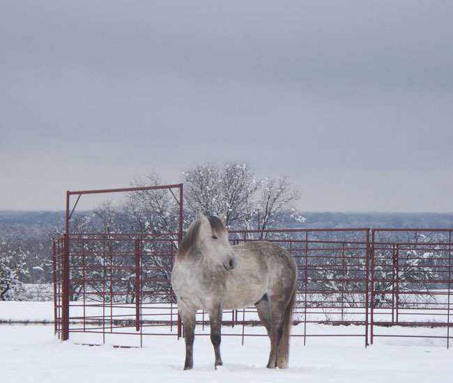 Performance Horses at Bar None Ranch