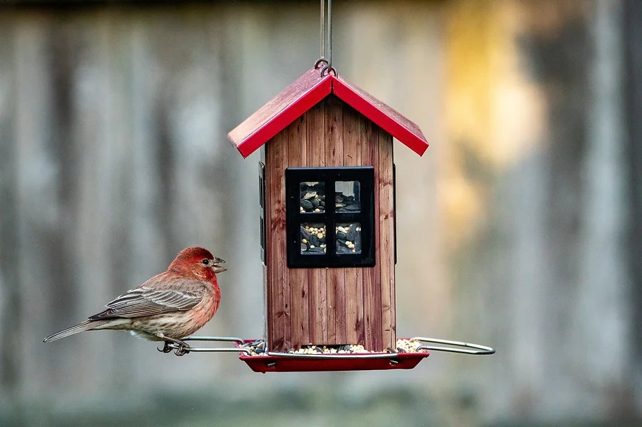 How to Feed Birds on Patio or Apartment Space Barn Owl Garden Center