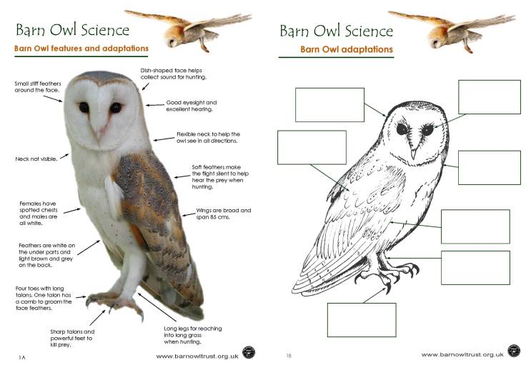 Owls' Feathers and Wing Structure HowStuffWorks