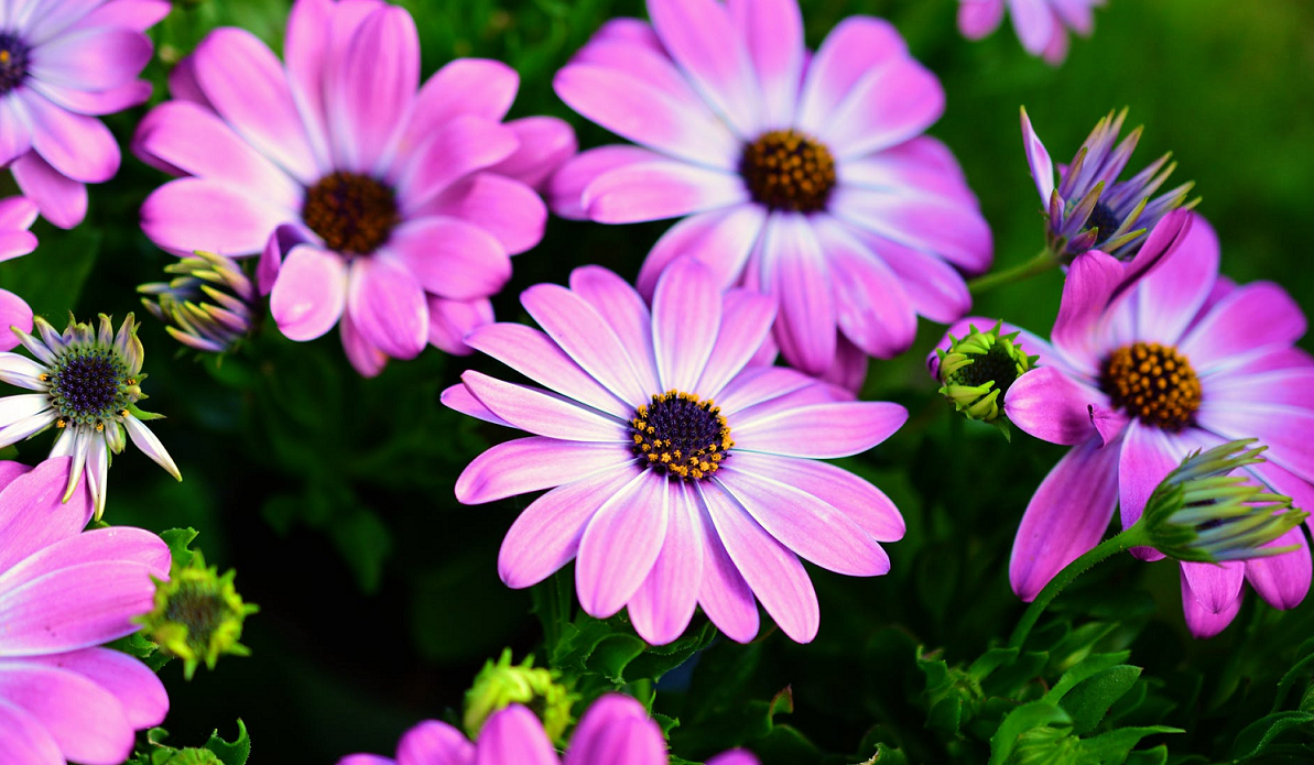 Culture and Flower Symbolism in Canada Things to Know Baron Mag