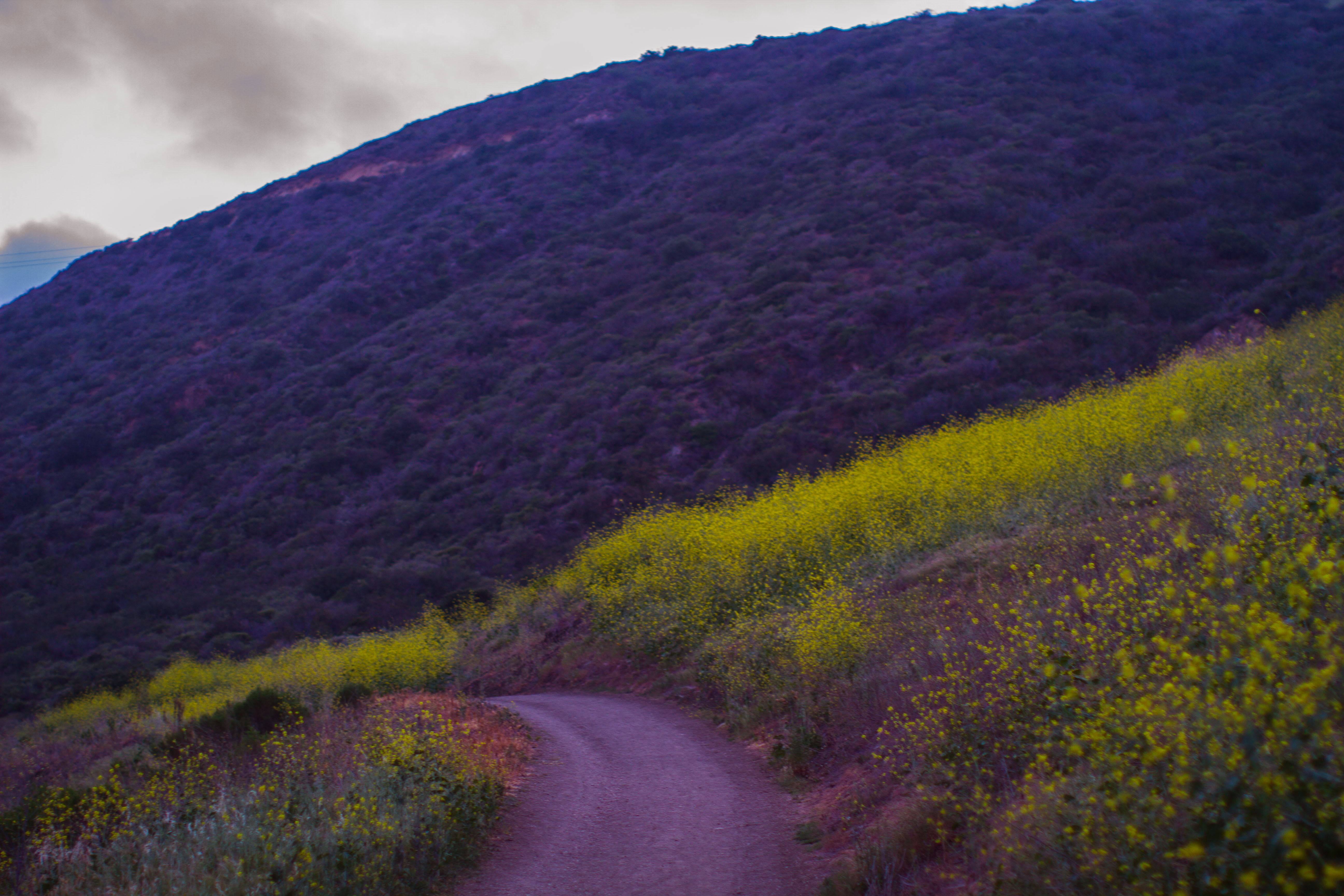 Laguna Flowers Dusk Barrack Farms