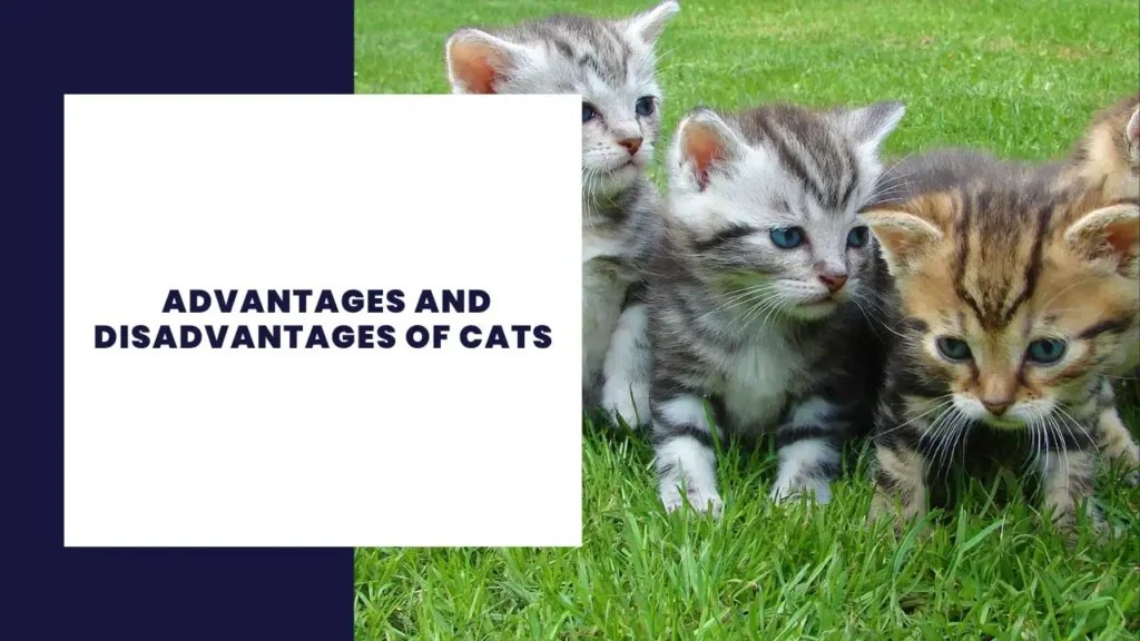 15 Advantages and Disadvantages of Taking a Gap Year