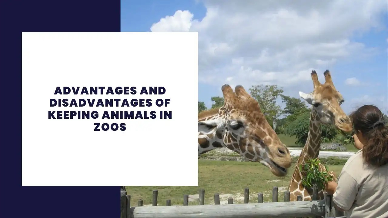 14 Advantages and Disadvantages of Keeping Animals in Zoos