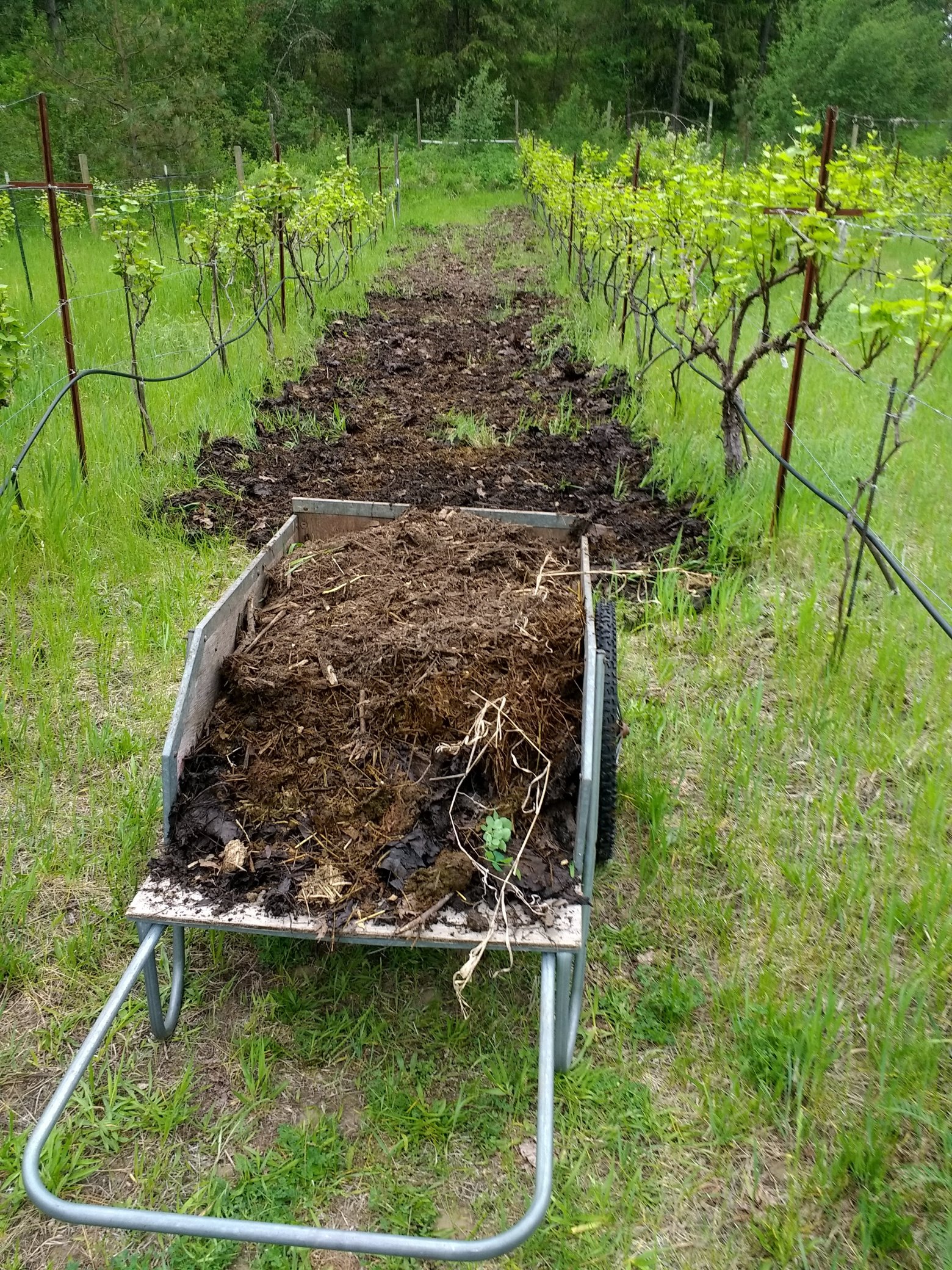 Building a Biome Barreca Vineyards