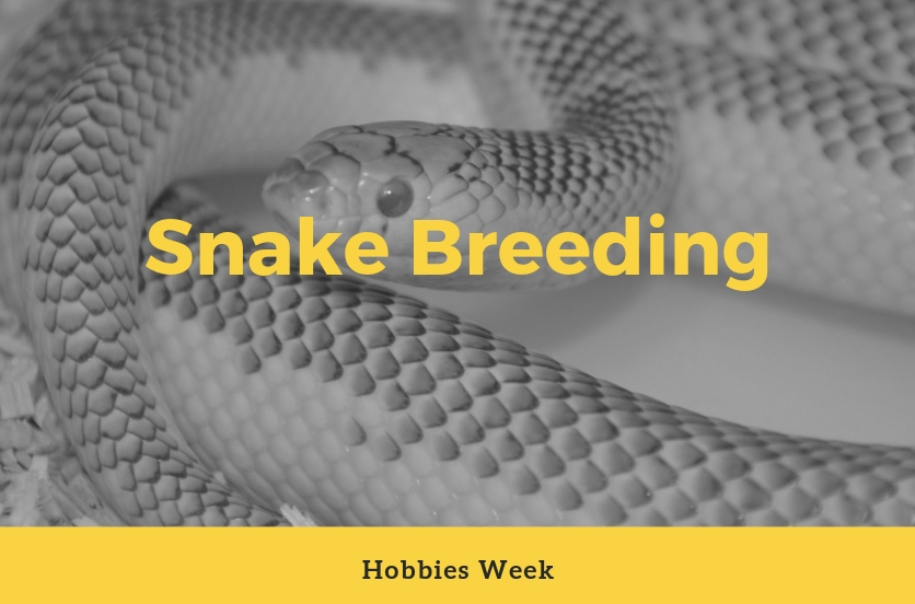 Hobbies David Thompson Snake Breeding Barrett Industries