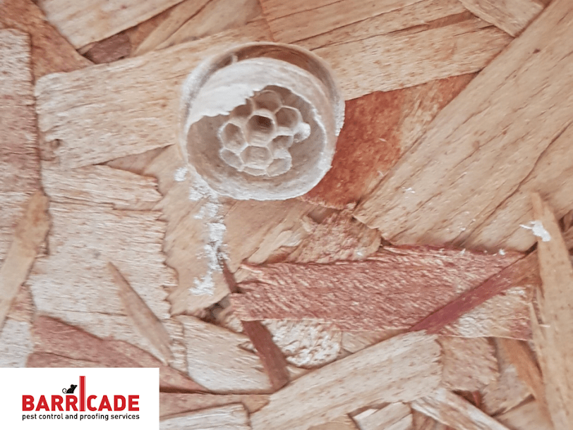 Wasp Nest Removal Wasp Removal Edinburgh Barricade