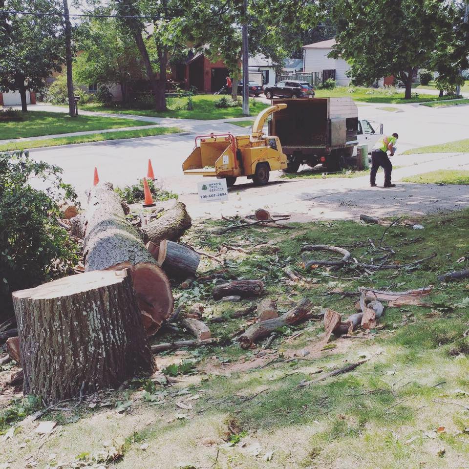 Brad's Tree Service Barrie Ads