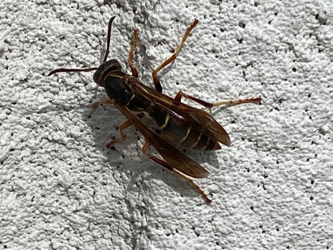 Barrier Pest Control