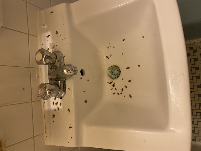 Cockroaches Barrier Pest Control