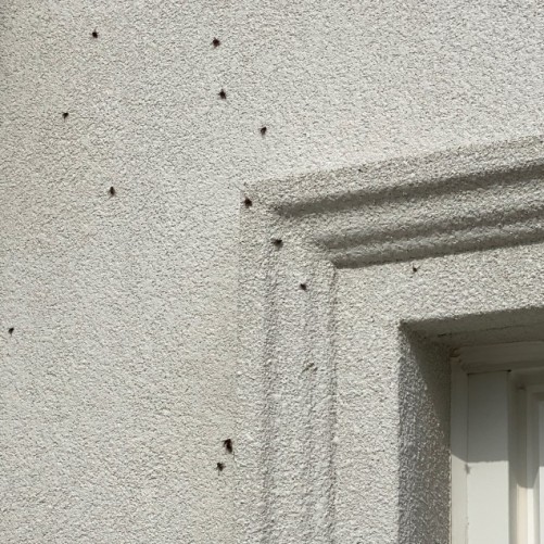 Cluster Fly Barrier Pest Control