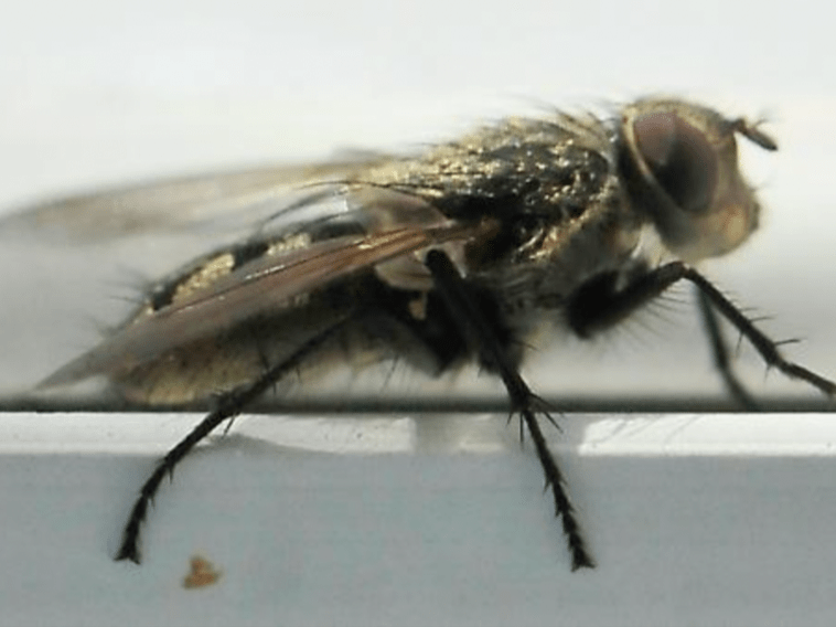 Cluster Fly Barrier Pest Control