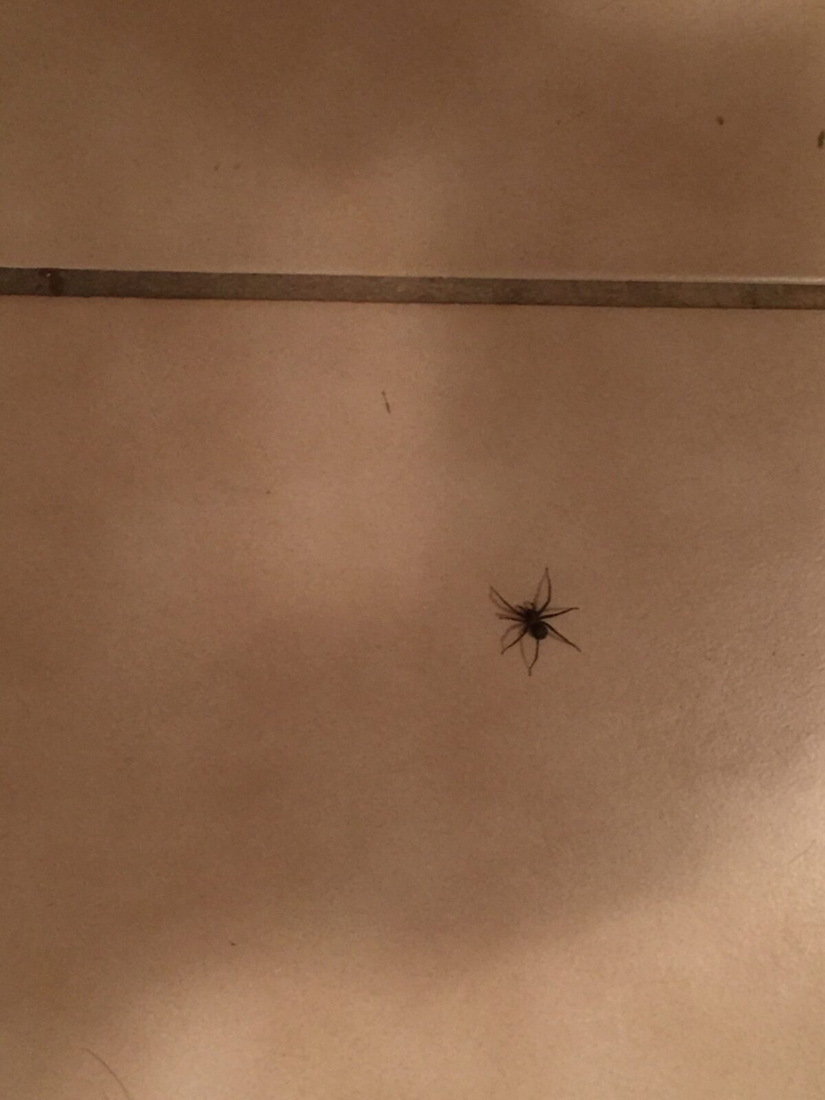 Hobo spider in Nampa, Idaho at Hunters Point Barrier Pest Control