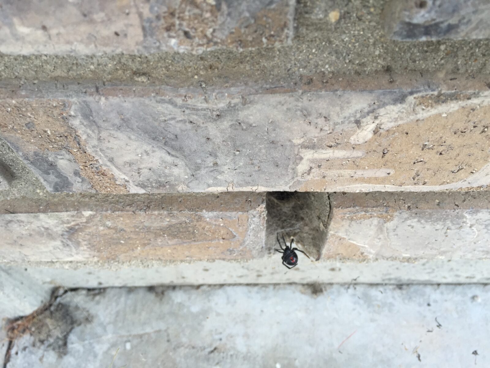 Black Widow Spider in Boise Barrier Pest Control