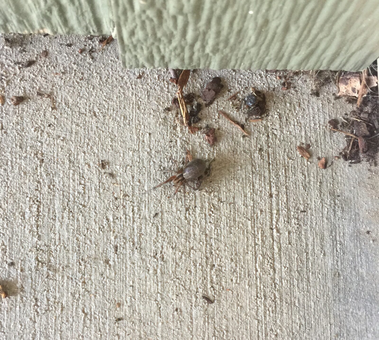 Hobo spiders are scary looking Barrier Pest Control