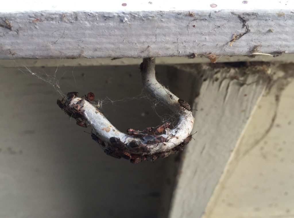 Those Stinky Bugs! - Barrier Pest Control