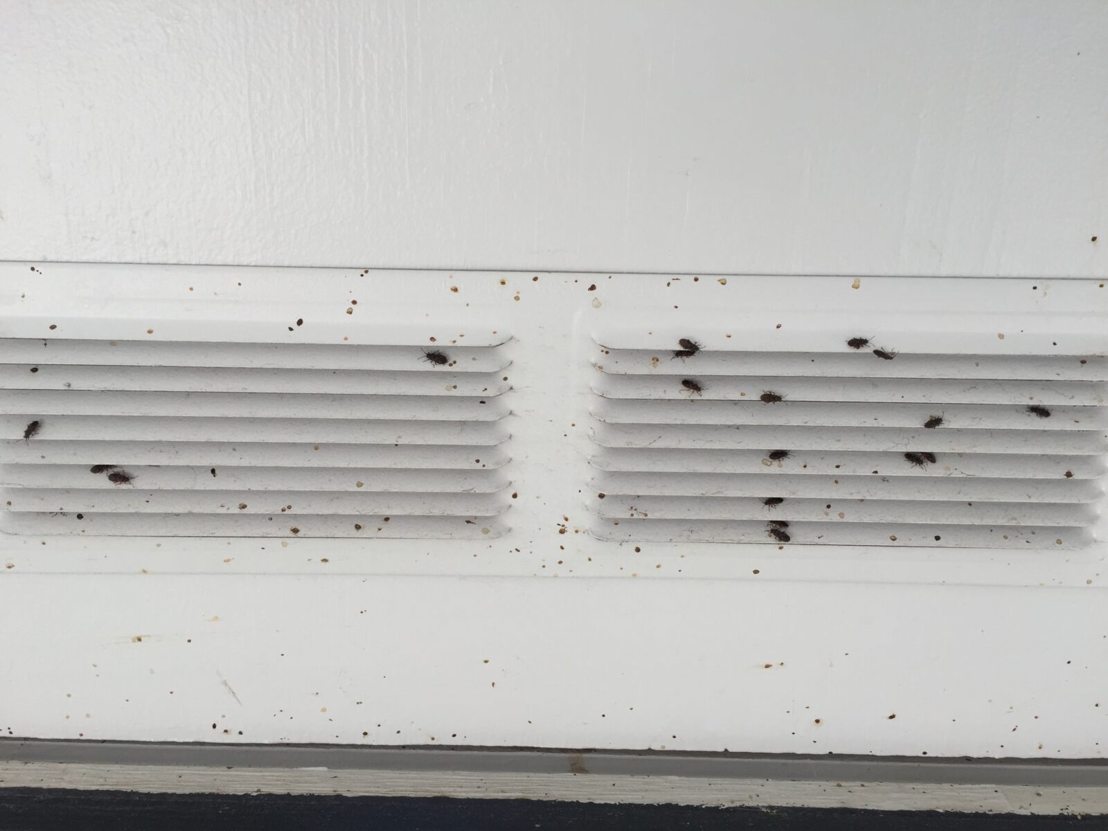 Why Do We Have So Many Bugs This Year? Barrier Pest Control