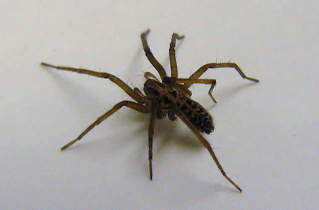 What do Spiders, Insects and Rodents Need to Survive? Barrier Pest