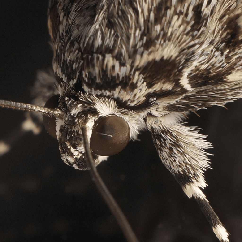 The Moth Mystique Unveiling the Secrets and Solutions Barrier Pest