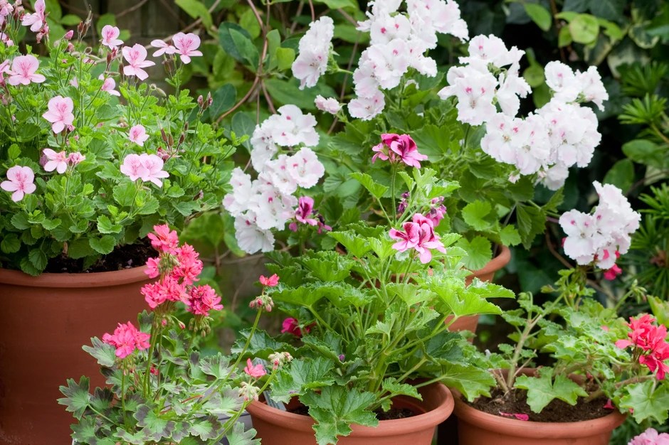 Giant Pot Plant Sale Barrington Coast