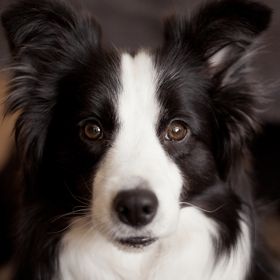 Services Barrington Pet Resort