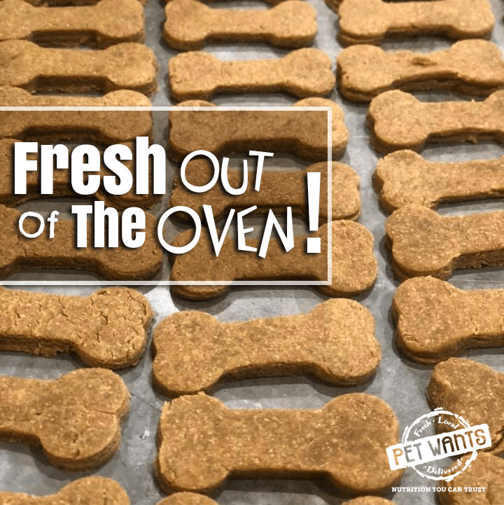 Barrington Pet Resort Tailchasers Incorporated