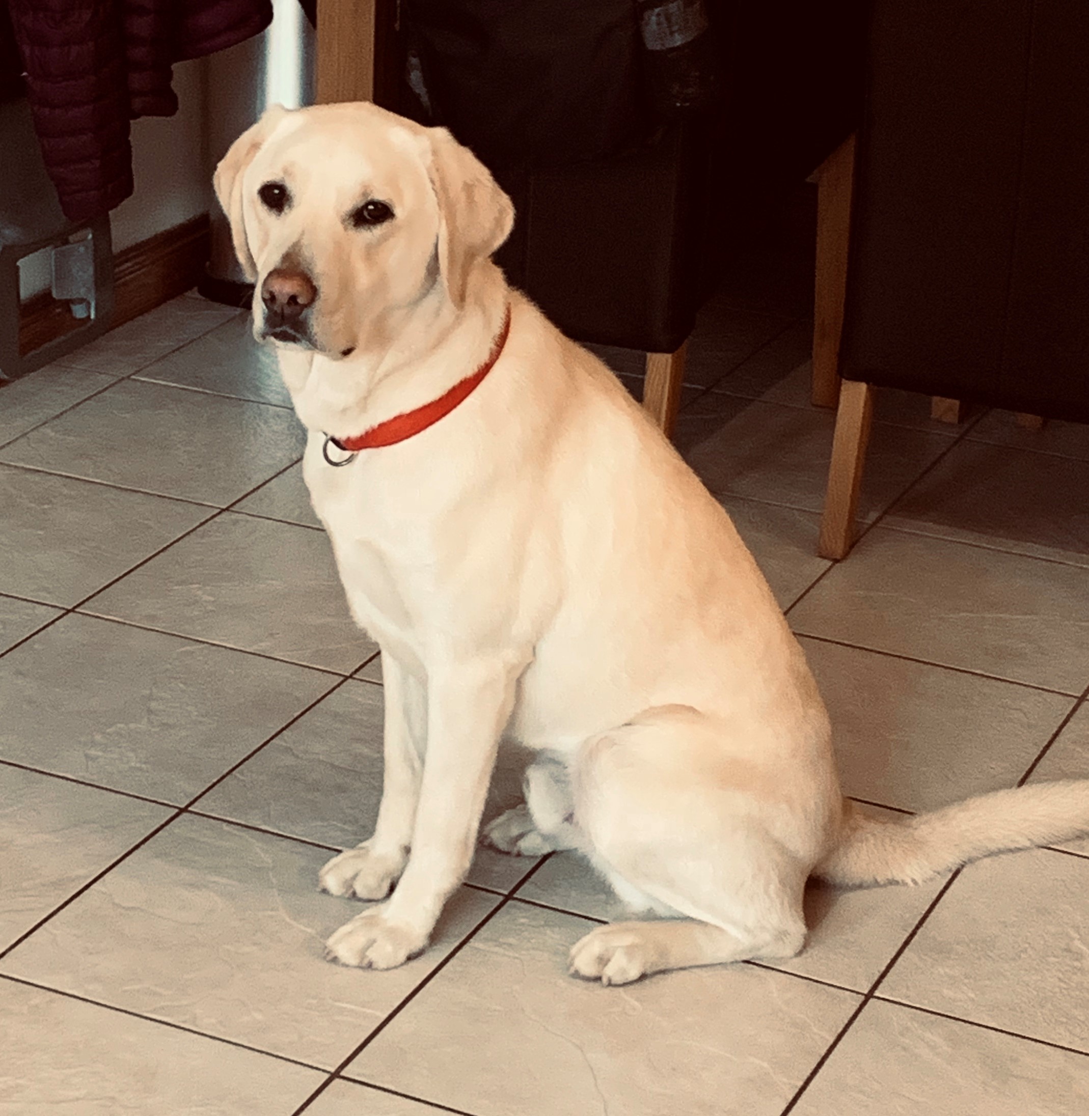 Cooper BARRK Dog Rescue & Rehoming Aberdeenshire