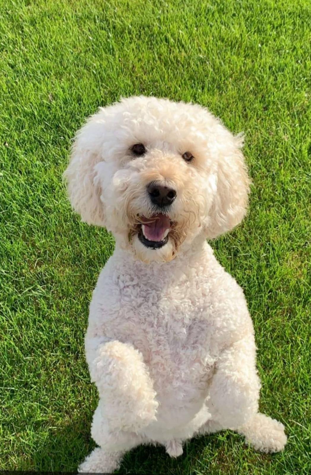 Doogle BARRK Dog Rescue & Rehoming Aberdeenshire