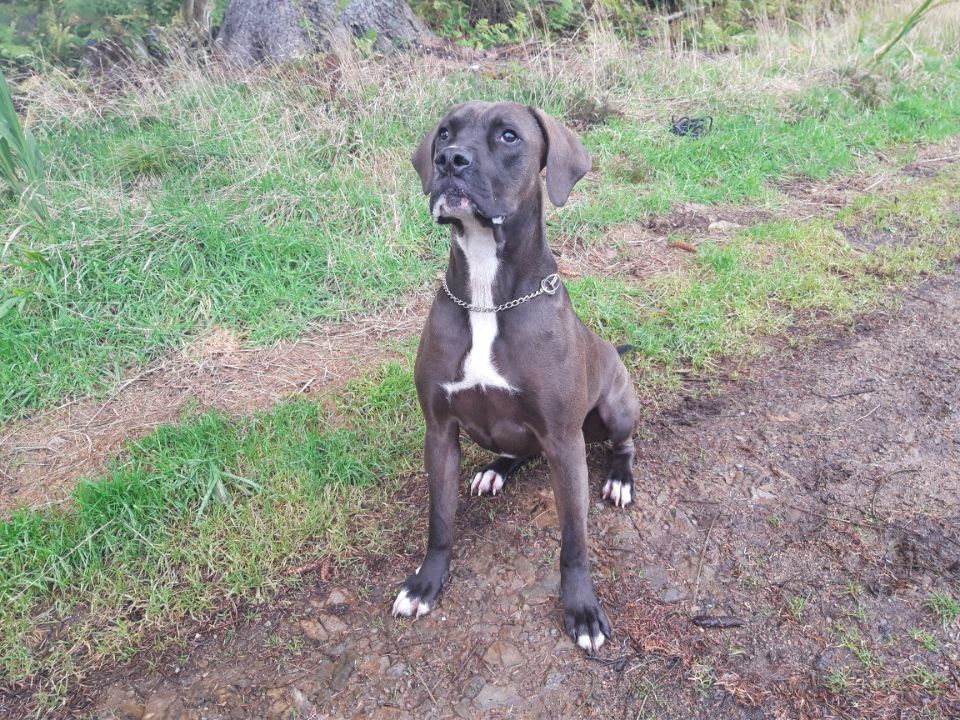 Marshall BARRK Dog Rescue & Rehoming Aberdeenshire