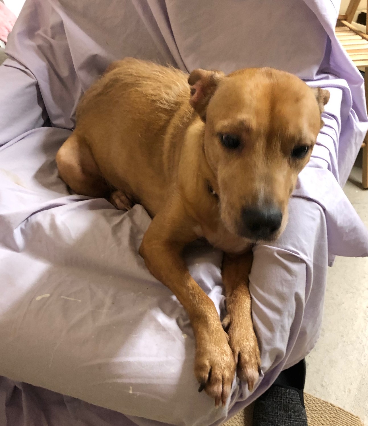 Private Dog Rehoming Near South Shields at Daniel Dubois blog