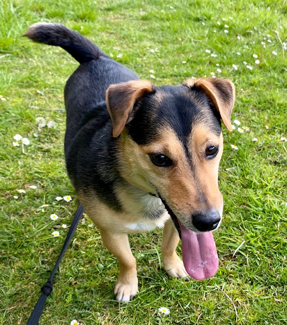 Sam BARRK Dog Rescue & Rehoming Aberdeenshire