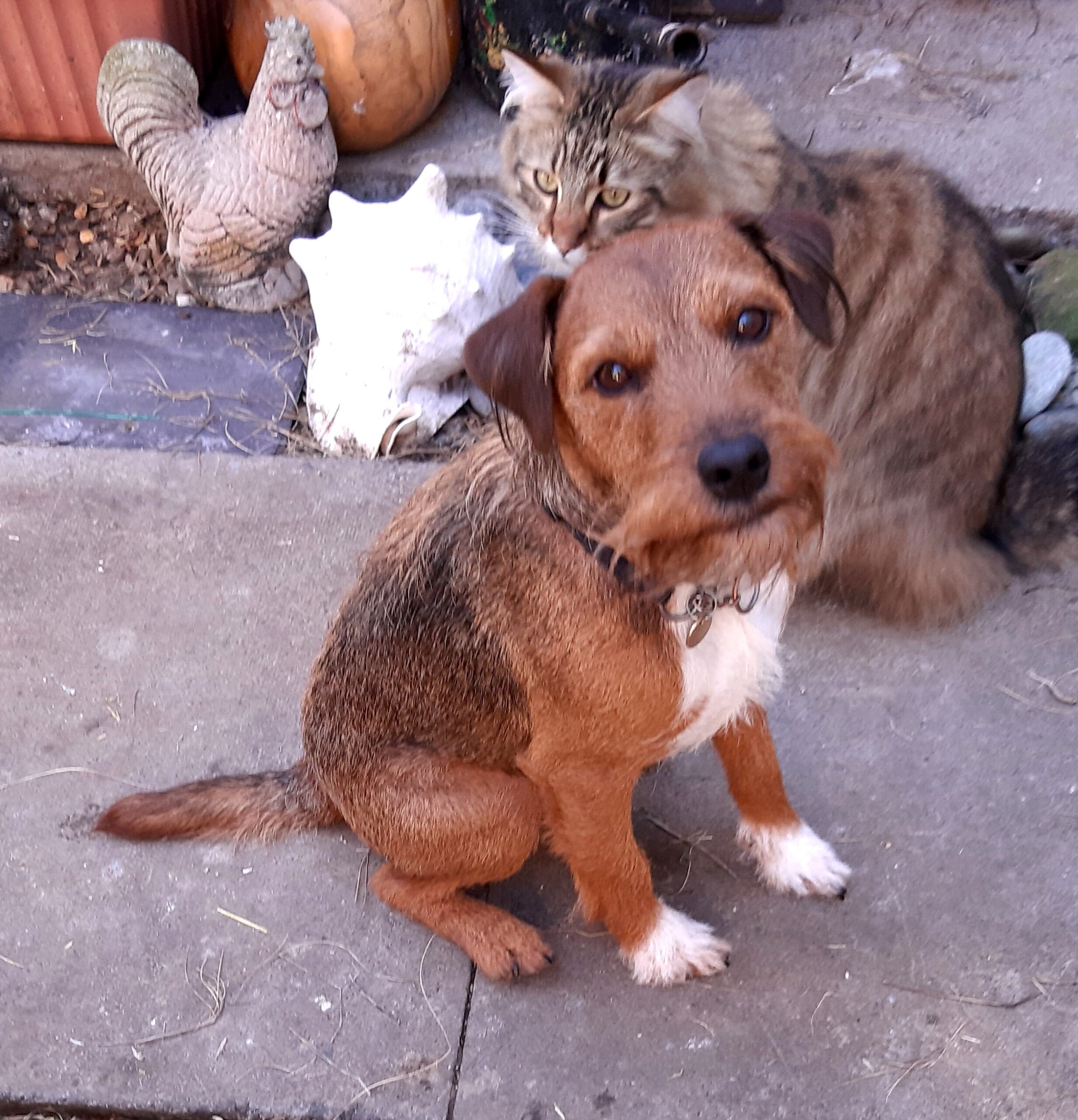 Toby BARRK Dog Rescue & Rehoming Aberdeenshire