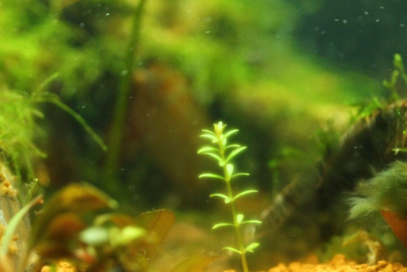 Brown Algae In New Aquarium Syndrome Meaning