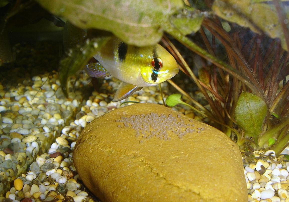 Any tips or tricks to feeding German Blue Rams? Barr Report Forum