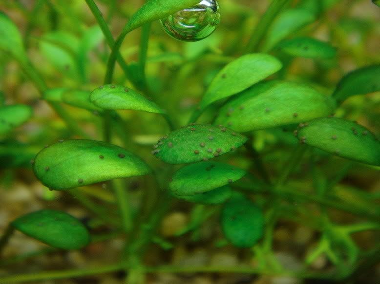 Black Spots On Aquarium Plants