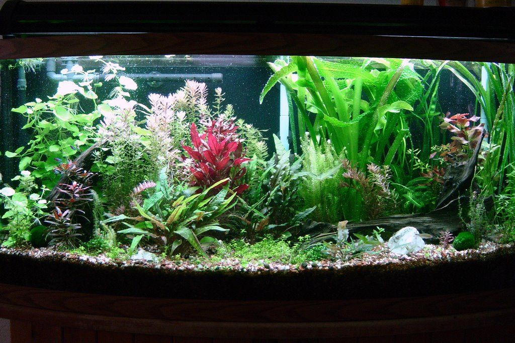 OK, so I probably have too much light... Barr Report Forum Aquarium Plants