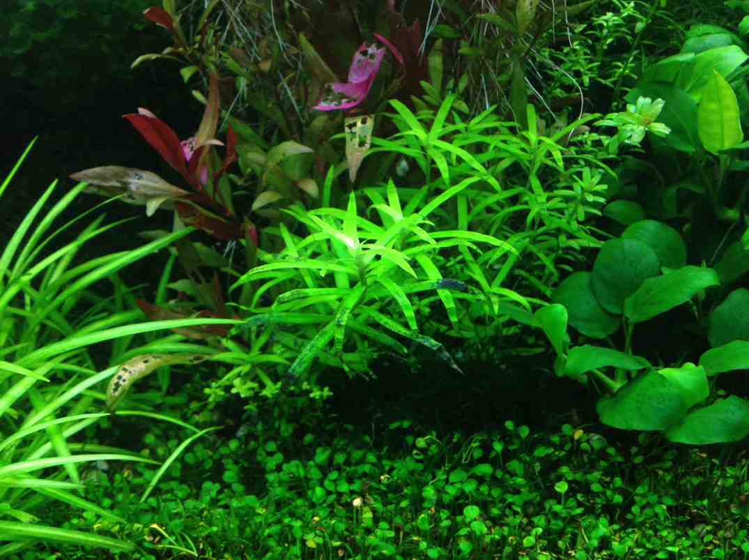 Why stargrass is turning black? Barr Report Forum Aquarium Plants