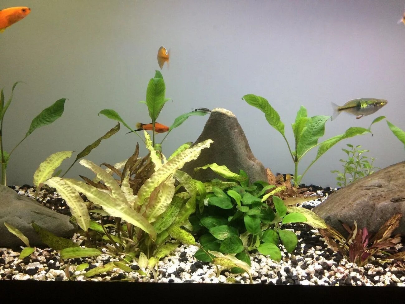 Poor Plant Growth Barr Report Forum Aquarium Plants